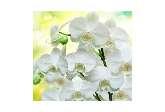 В-085 Фотообои Белые орхидеи 300*270 см.